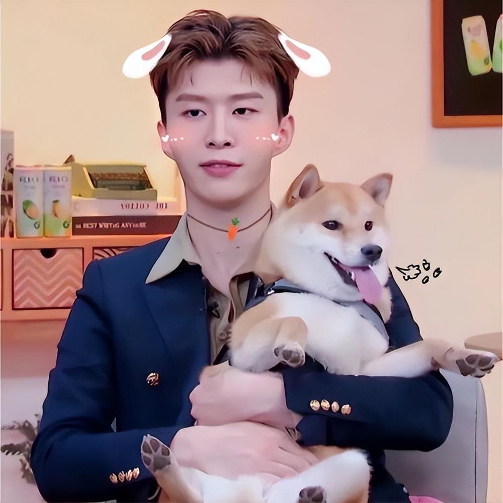 明星狗的欢乐日常，爱与陪伴的力量