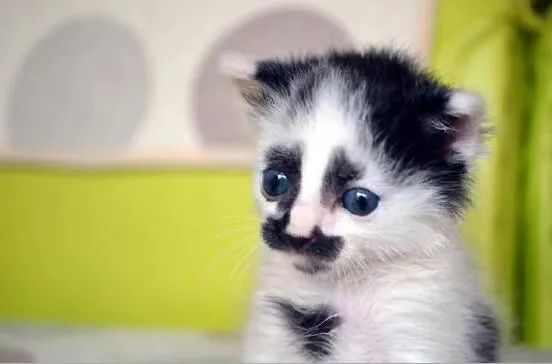 猫比赛，比拼哪些项目？