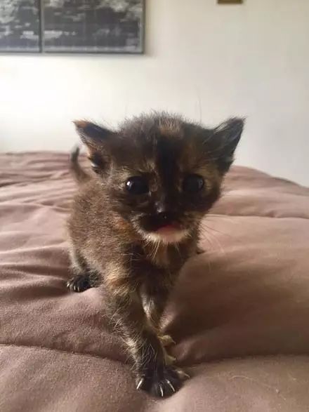 最新猫咪视频，治愈与陪伴的力量展现时刻