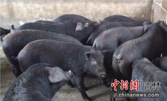科技育种引领产业革新，最新良种黑猪揭秘