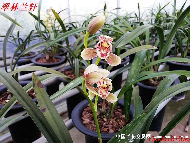 机械设备租赁 第43页